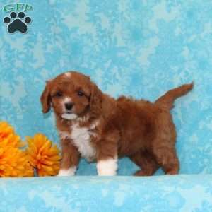 Vanilla, Cavapoo Puppy